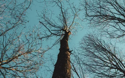 Quand un arbre devient-il dangereux ? Les signes à surveiller à Marseille et en PACA