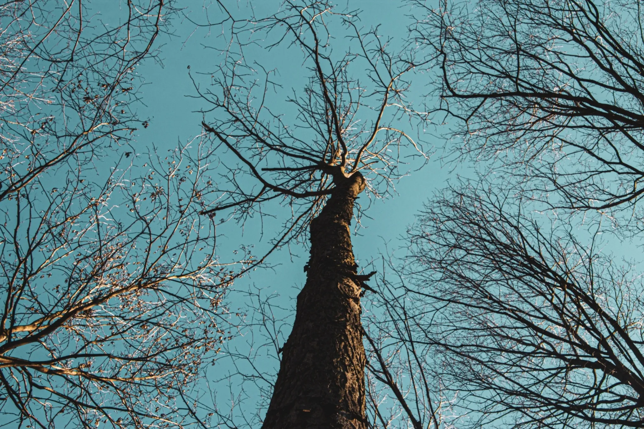 arbre dangereux au milieu d'autres arbres