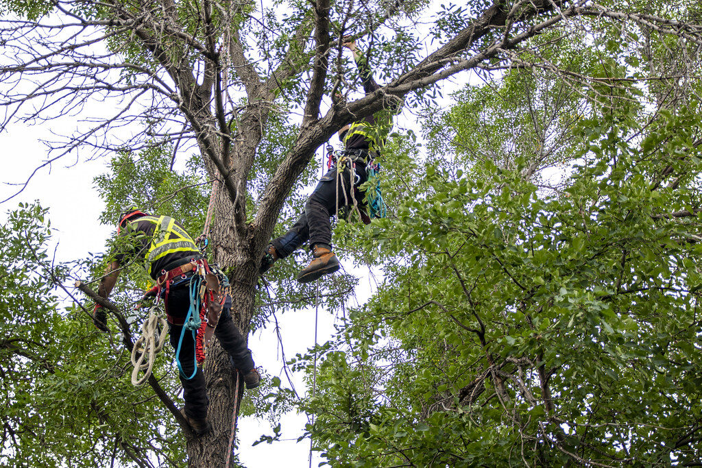 Two arborists cleaning up the tree, Superior Tree Removal, Saskatoon, Sk élagueurs en train d'élaguer un arbre à marseille