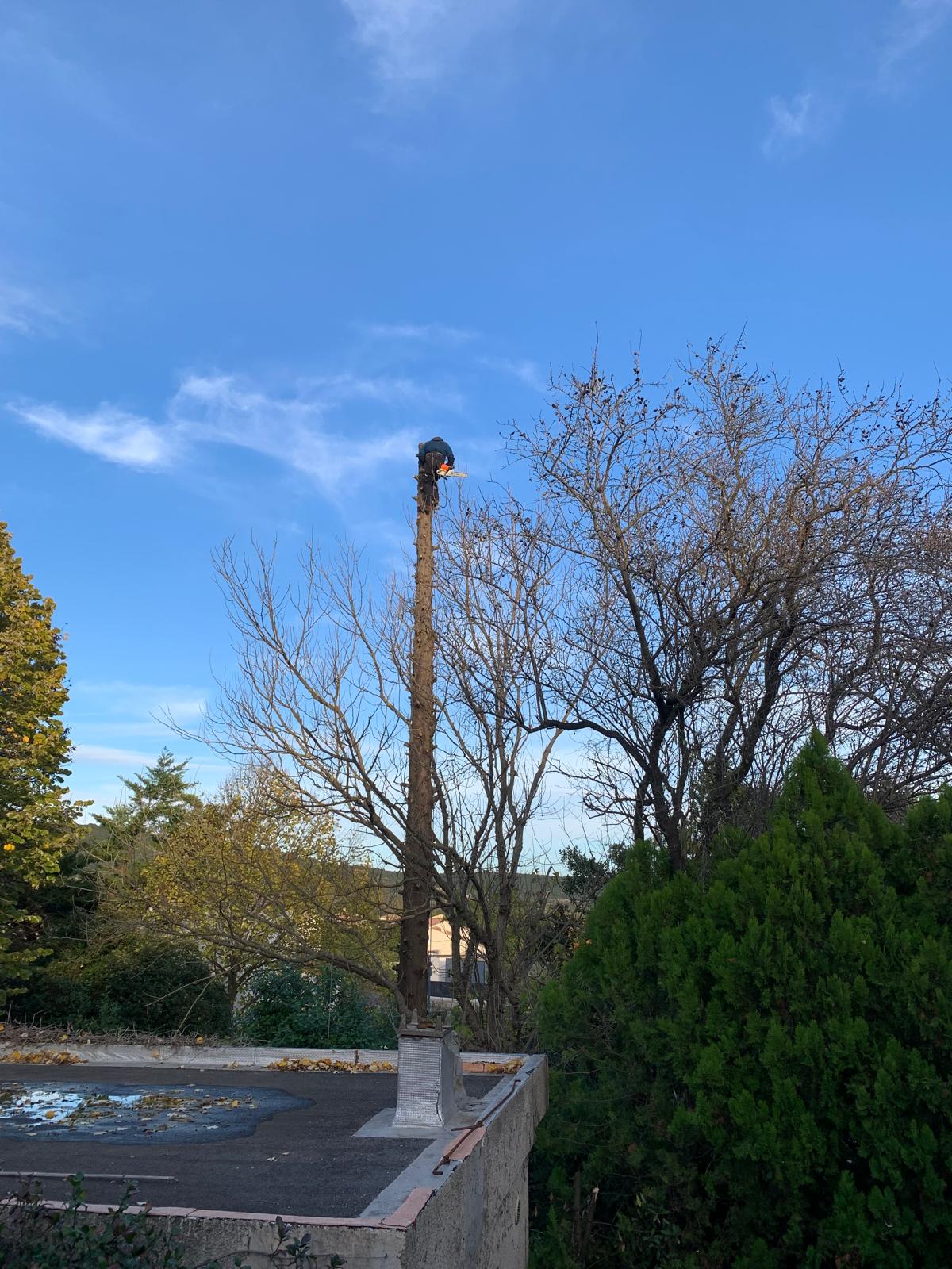 Cime de l'arbre coupée et début de l'abattage de l'arbre contrôlé par tronçons jusqu'en bas