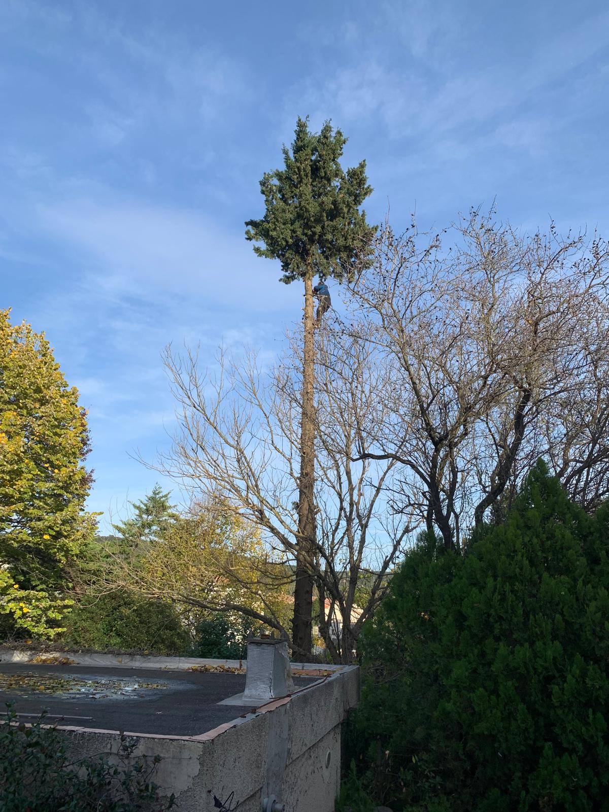 Suppression de la cime de l'arbre pour réaliser un abattage contrôlé