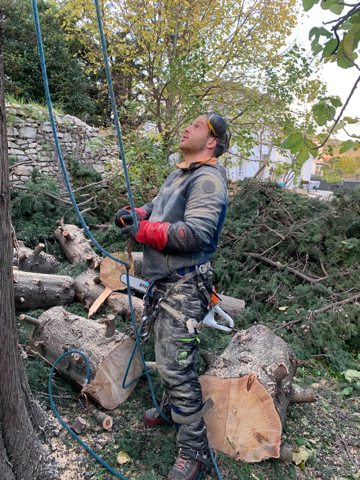 Entreprise elagage Marseille abattage d'un arbre massif élagueur bucheron en action
