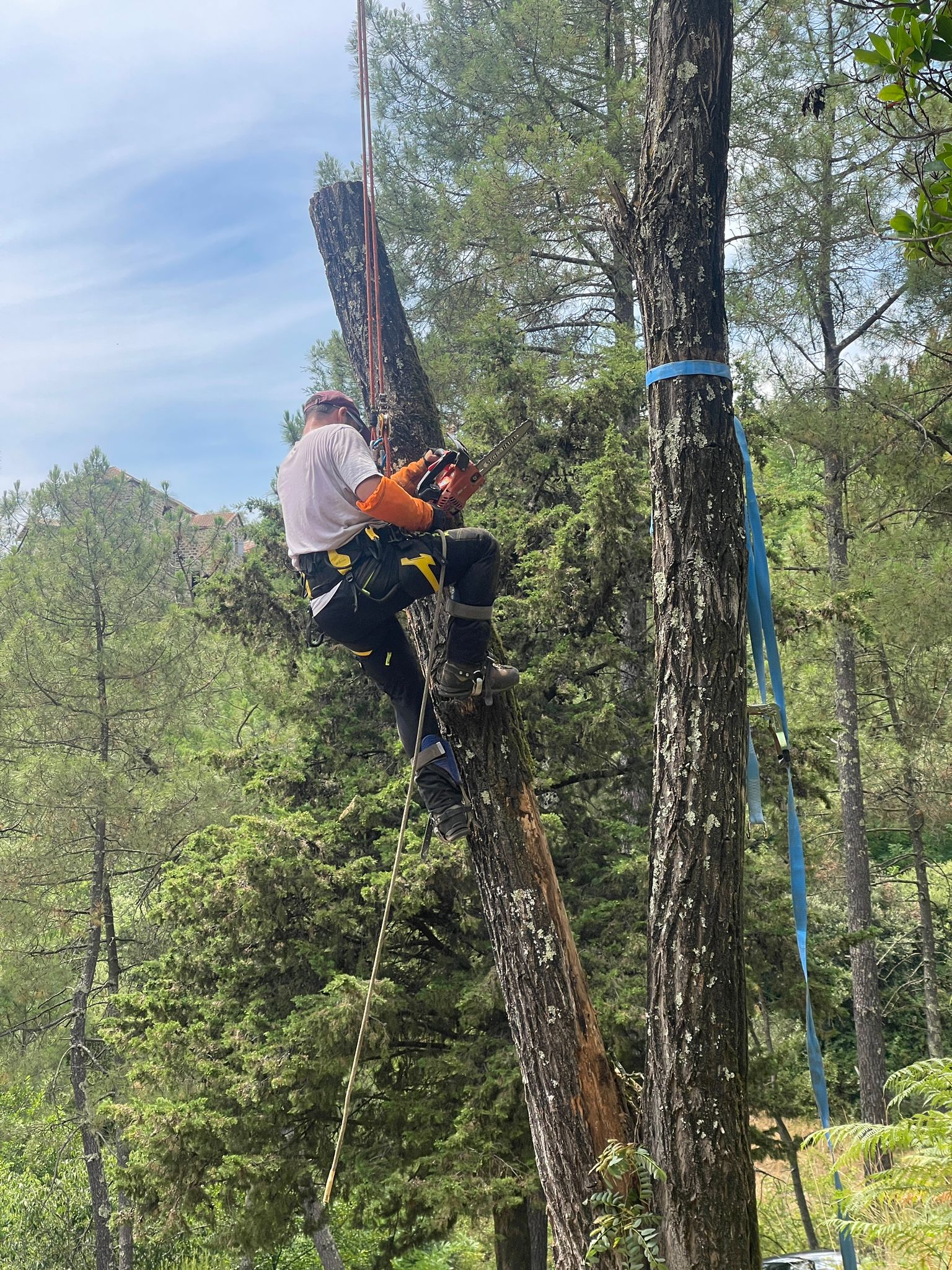 elagueur grimpeur réalisant un élagage ciblé sur une partie d'un arbre menaçant de tomber