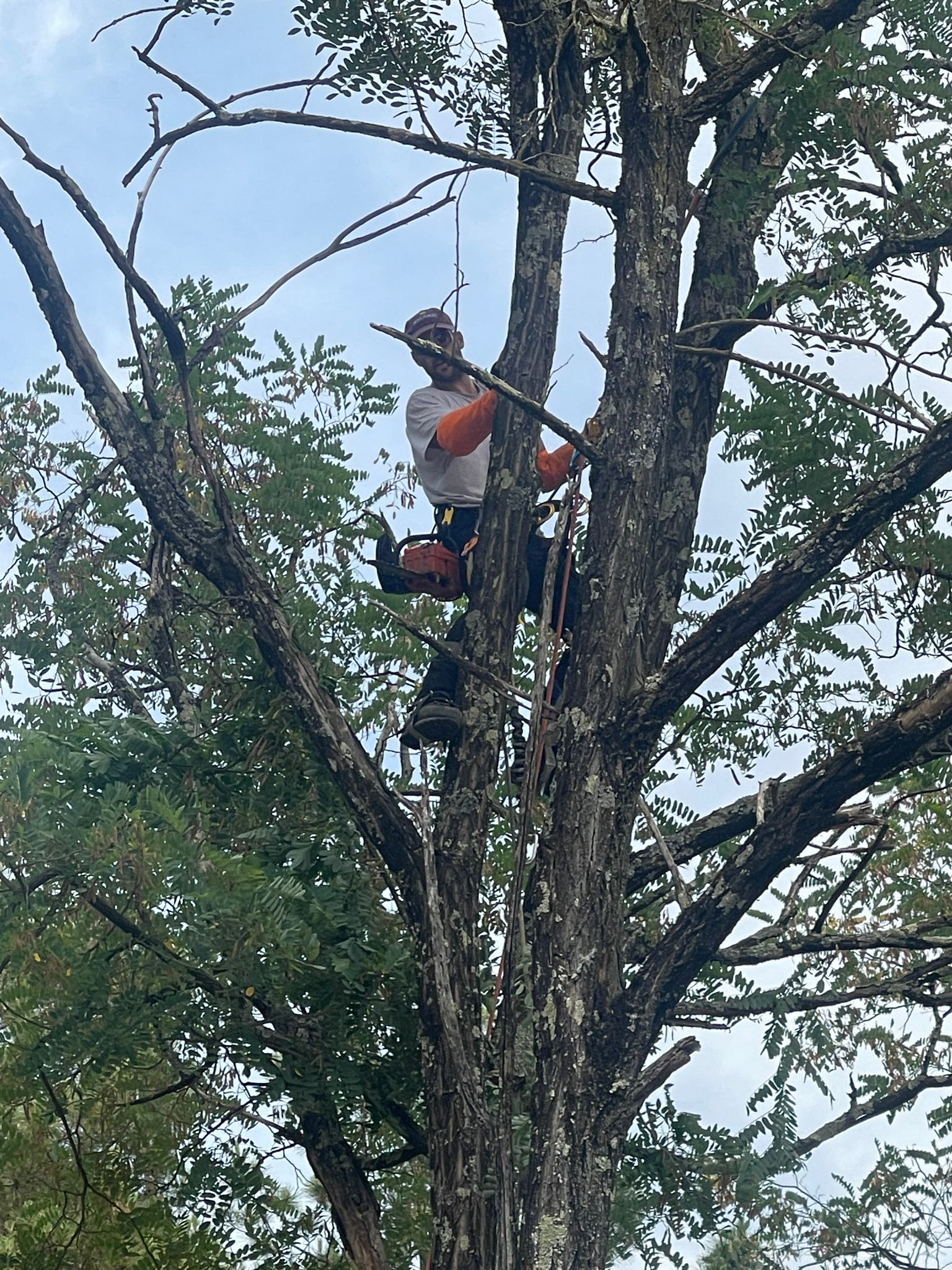 grimpeur elagueur maitrisant le travail en hauteur dans un arbre