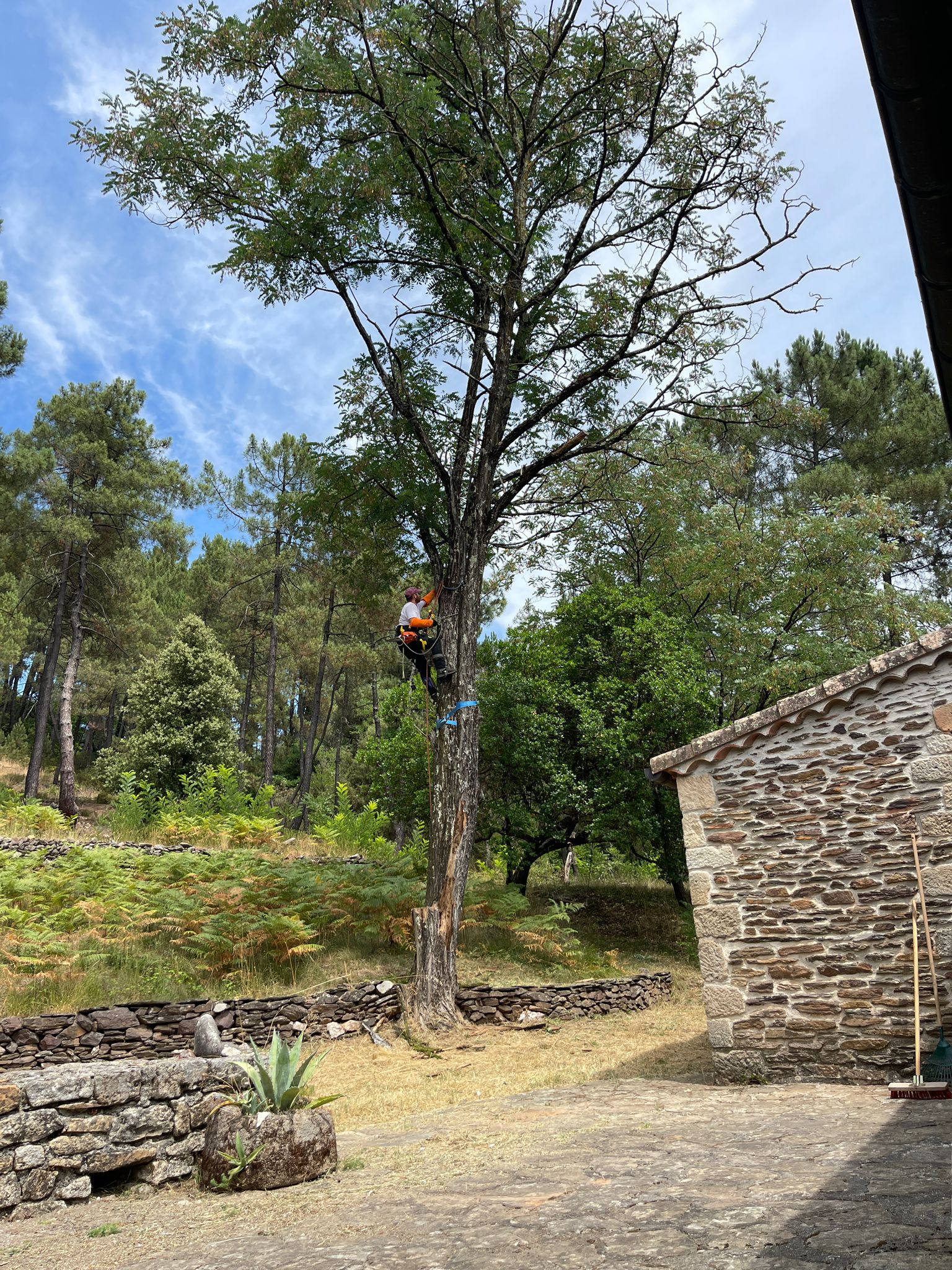 elagage d'un arbre dangereux menaçant de tomber sur une habitation et d'abimer un toit