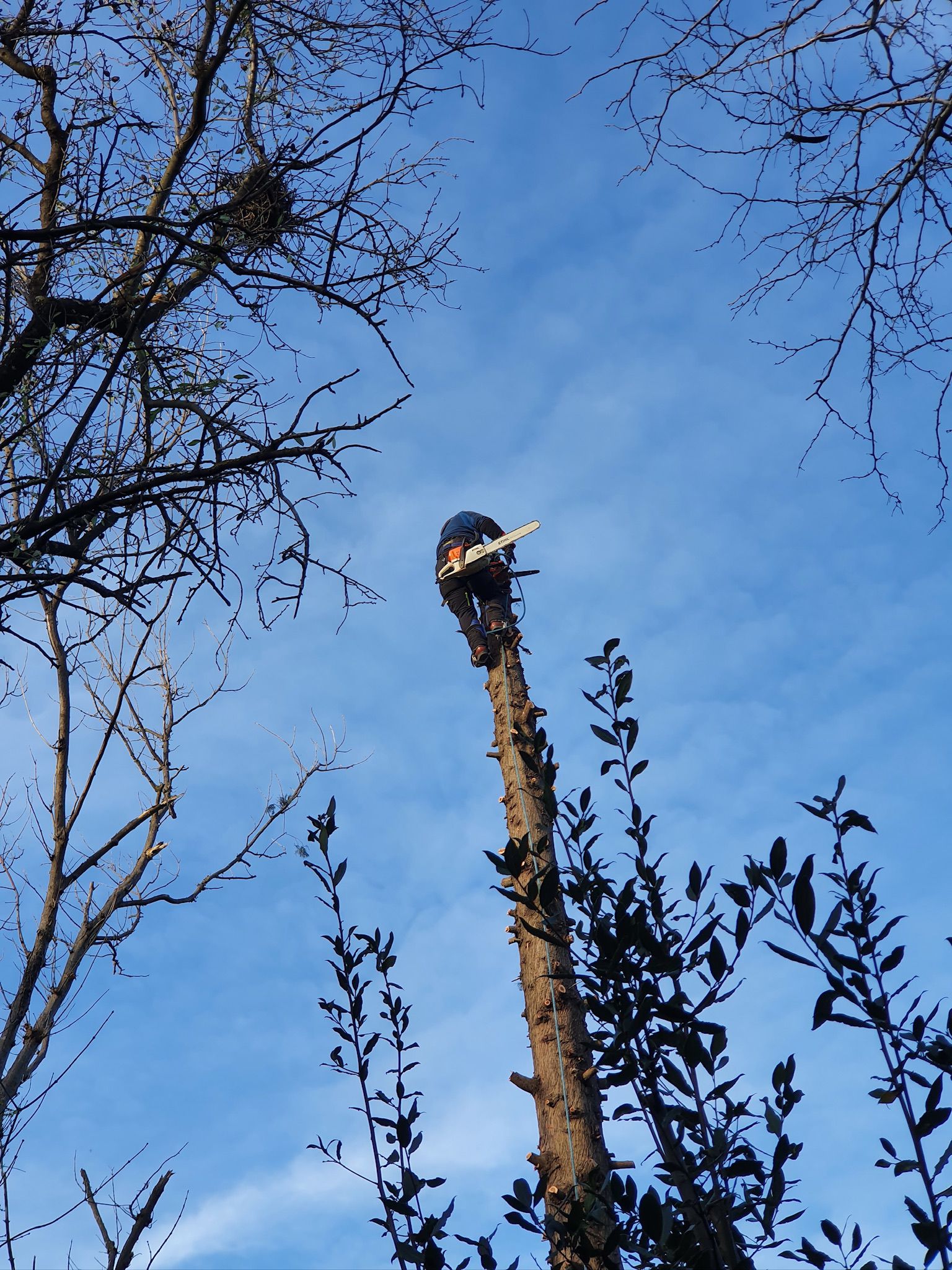 élagueur professionnel à la cime d'un arbre pour abattage contrôlé d'une entreprise elagage marseille