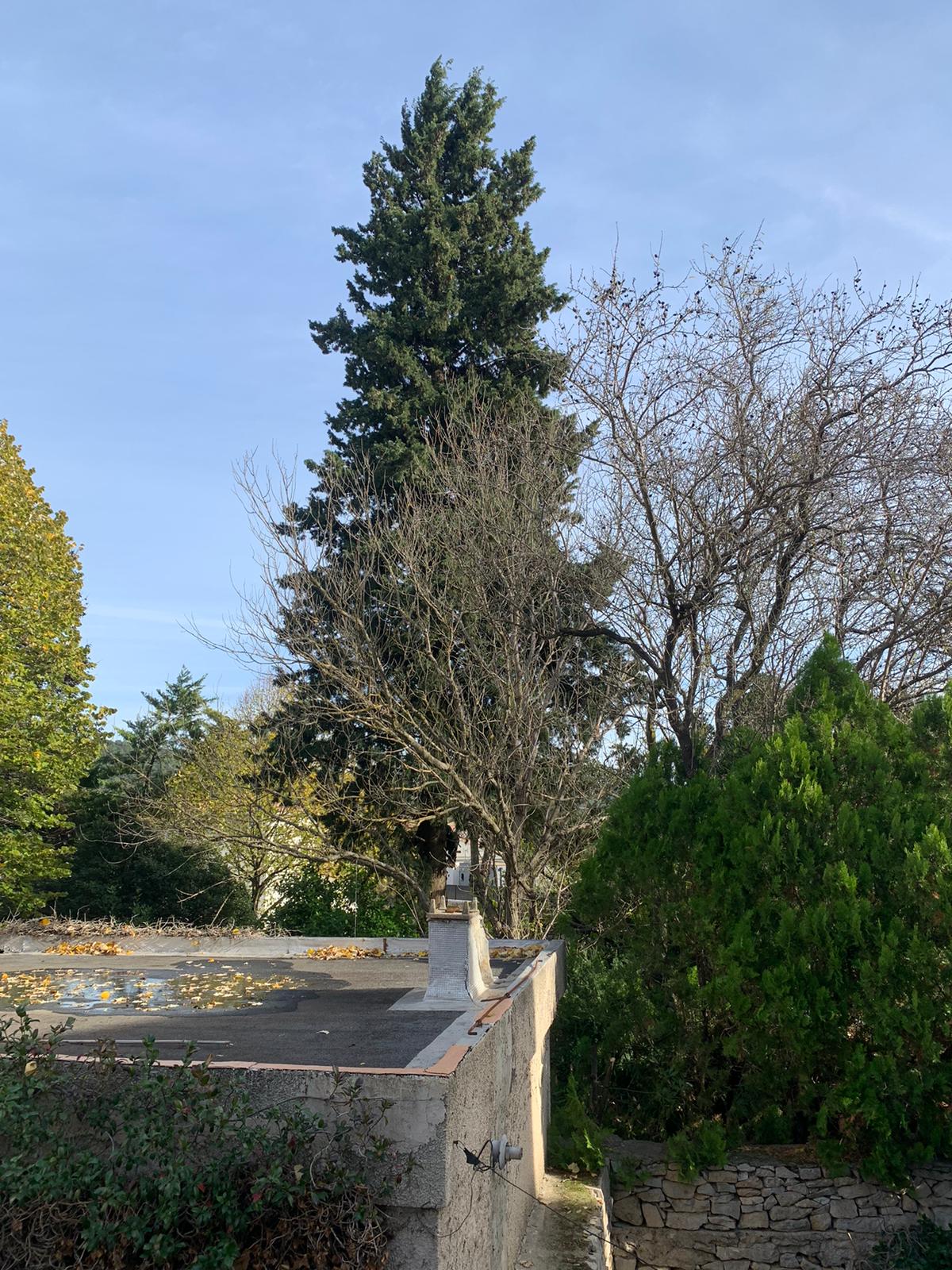 Arbre avant intervention cyprès massif d'une vingtaine de mètres à proximité d'un toit de garage et de murets en pierre