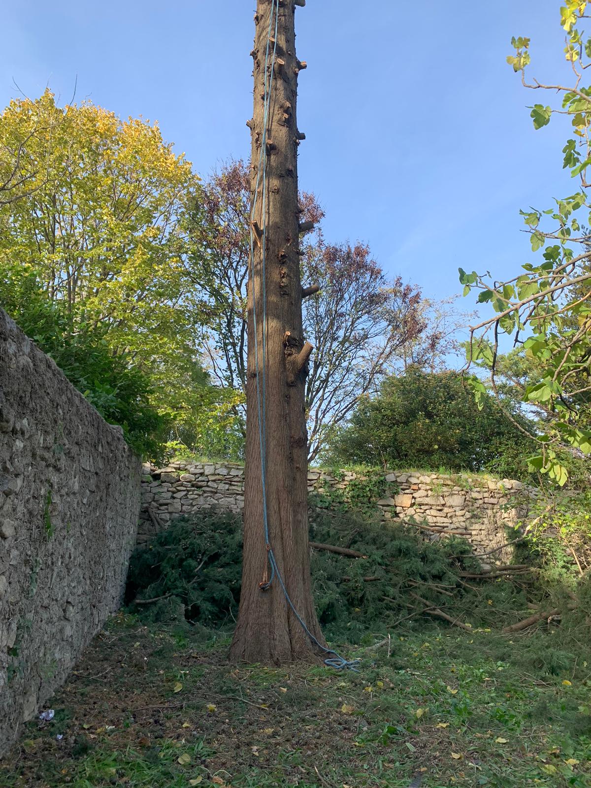 Arbre après élagage des branches pour atteindre la cime et procéder à un abattage contrôlé du tronc