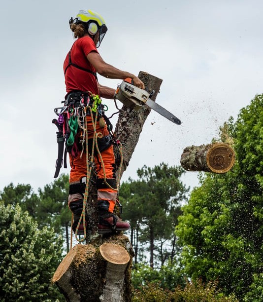 Abattage contrôlé d'un arbre