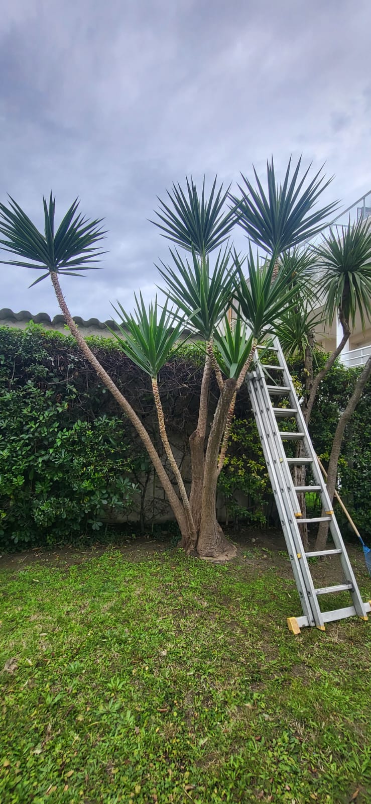 Entretien d'un arbre yucca taillé et rafraîchi