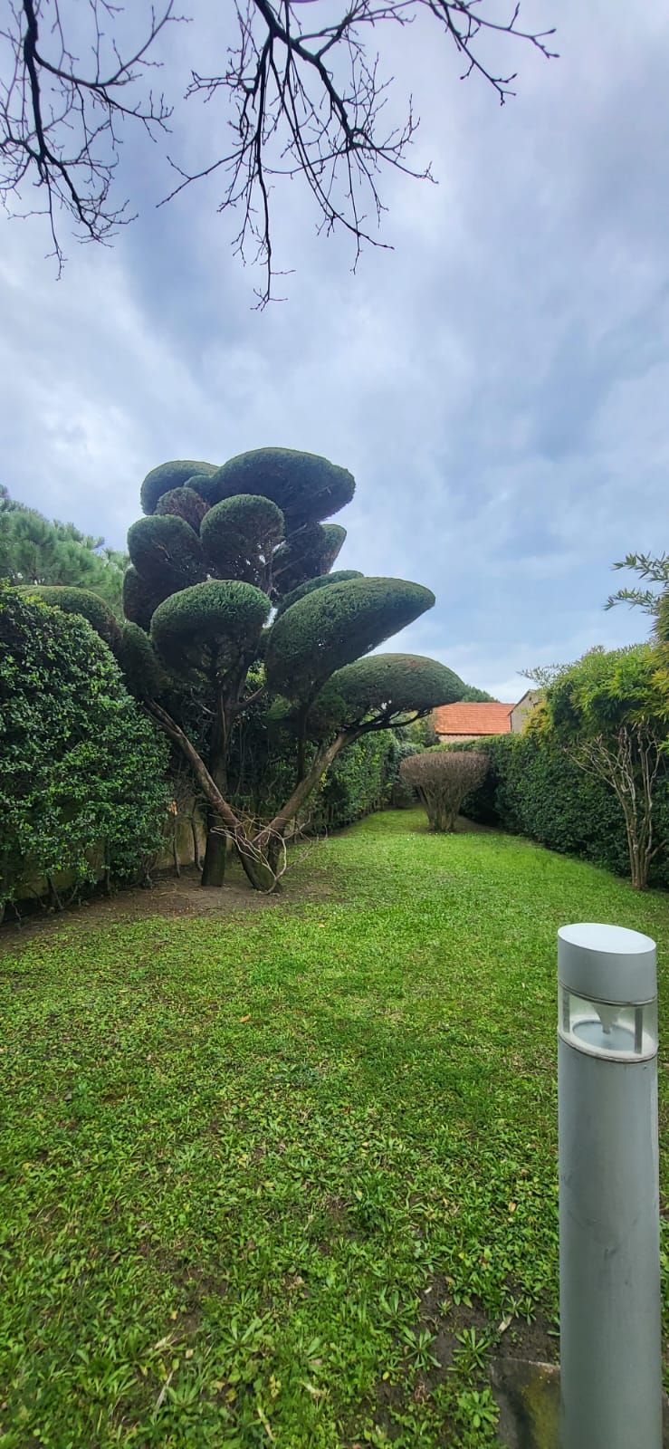 taille esthétique d'un arbre dans une copropriété