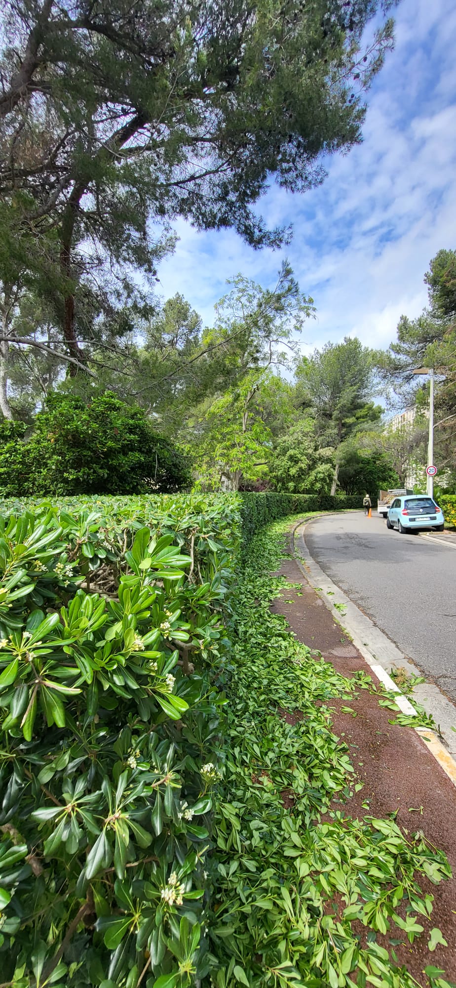 haie parfaitement taillée pour l'entretien de jardin d'une copropriété à marseille